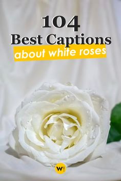 a white rose with the words 1014 best captions about white roses on it