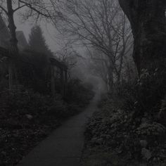 a dark road with trees and bushes on both sides