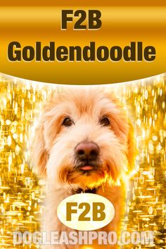 F2B Goldendoodle: Complete Guide F2b Mini Goldendoodle, F2b Goldendoodle, Toy Goldendoodle, Standard Goldendoodle, F1b Goldendoodle, Goldendoodle Breeders, Mini Goldendoodle Puppies, Goldendoodle Puppy For Sale