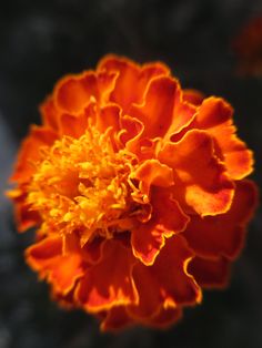 an orange flower with yellow stamens in the center