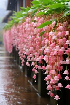 pink flowers are hanging from the side of a building in the rain, along with green leaves