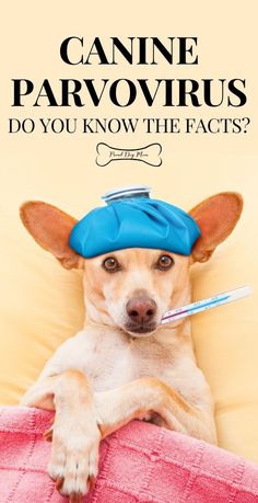 a dog laying on top of a bed with a toothbrush in it's mouth