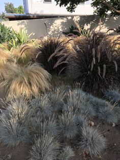 some very pretty plants by the side of a building with a house in the background