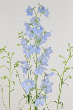 some blue flowers are in a vase on a table