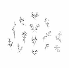 a bunch of plants that are drawn in pencil