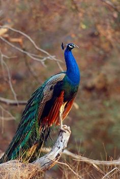 a peacock sitting on top of a tree branch