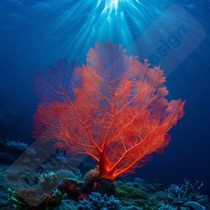 an underwater view of a coral reef with sunlight streaming through the water