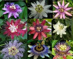 many different types of flowers with green leaves