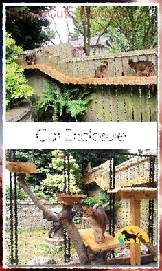 two pictures of cats in an enclosure with trees