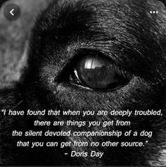 a black and white photo with a dog's eye looking at the camera text reads, i have found that when you are deeply