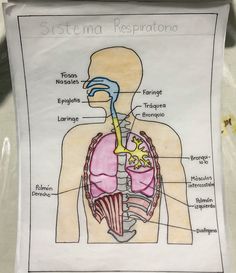 a diagram of the human body with labels on it