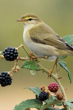 Discover the Willow Warbler, a small bird with a sweet, cascading song. Learn about its habitat, migration, and how to distinguish it from the Chiffchaff. Love Birds Painting, Bird Facts, Painting Flowers Tutorial, Audubon Birds, Bird Migration, Bird Watcher, Bird Perch