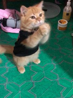 an orange and white cat wearing a black shirt standing on its hind legs with it's paws in the air