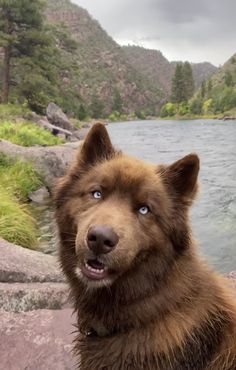 a brown dog sitting on top of a rock next to a river