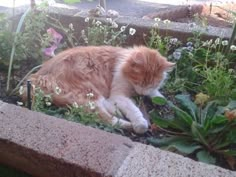 an orange and white cat is laying in the flowerbeds near some flowers,