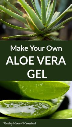 the words make your own aloe vera gel on top of an aloe vera plant