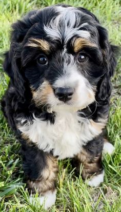 a small black and white dog sitting in the grass