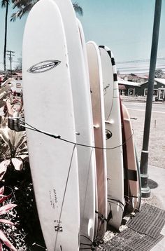 three surfboards are lined up next to each other in front of a palm tree