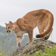 a mountain lion walking on top of a rock