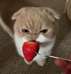 a cat eating a strawberry with a fork in it's mouth and looking at the camera