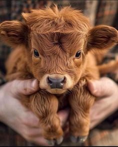 a baby calf being held in someone's hands