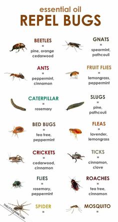 the different types of bugs and their names