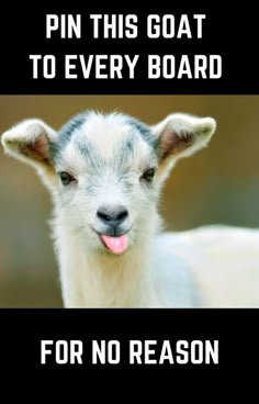 an image of a goat with the caption pin this goat to every board for no reason