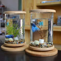 two glass jars filled with rocks and plants on top of a wooden table next to each other