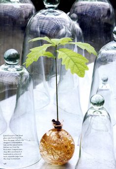 there is a small plant in the middle of glass bottles