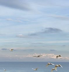 a flock of seagulls flying over the ocean