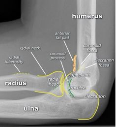 an image of the structure of a human foot with labeled bones and names on it