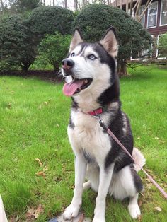 a black and white dog sitting in the grass