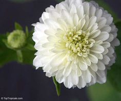 a white flower with green leaves in the background