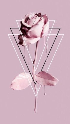 a pink rose with geometric shapes in the background