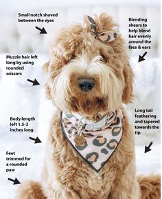 The best advice is to be very specific to your groomer!! Everyone has a very distinct style and like different looks. If you are wanting a certain look make sure to talk to the receptionist and show pictures of what you have in mind. Dog Grooming Tips, Dog Haircuts, Australian Labradoodle