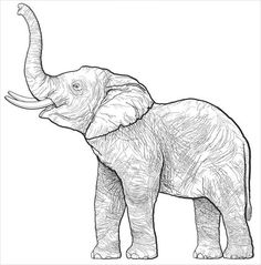 an elephant standing in front of a white background