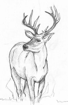 a pencil drawing of a deer with antlers on it's head and neck