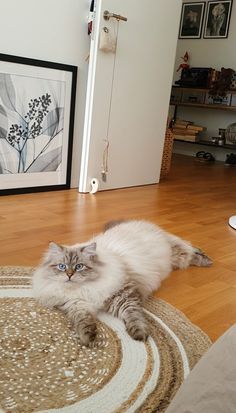 a fluffy cat laying on the floor in a living room