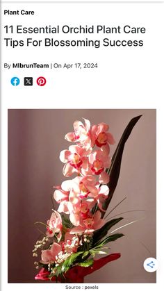 an image of a plant with pink flowers on it and the words 11 essential orchid plant care tips for blossoming success