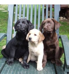 three dogs are sitting on a bench in the grass