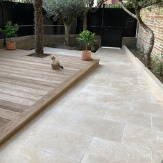 a cat sitting on a wooden deck in the middle of a yard with potted plants