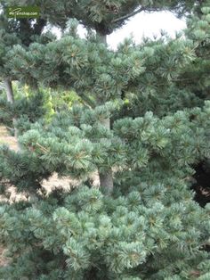 a bear is sitting in the middle of a pine tree