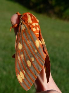 a large moth sitting on top of a persons hand