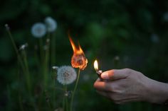 a person holding a lit match in their right hand and a dandelion on the other