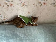 a cat sitting on top of a couch wearing a sweater