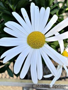 a white flower with yellow center surrounded by green leaves