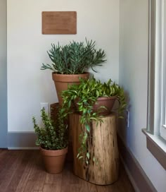 three potted plants sitting on top of wooden stumps in front of a window