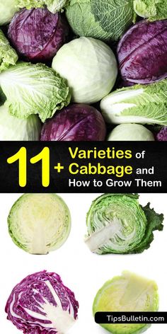 cabbage and lettuce cut in half with text overlay that reads 11 varieties of cabbage and how to grow them