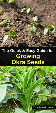 the quick and easy guide for growing okra seeds