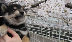 a person holding a small dog in front of a tree with white flowers on it